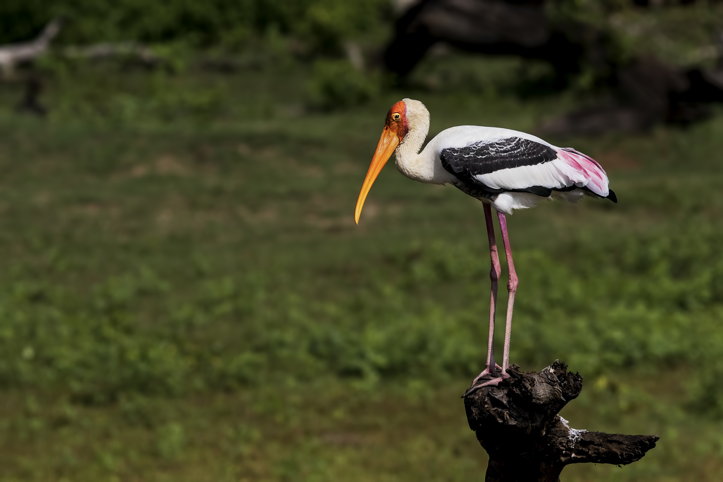 Painted Stork